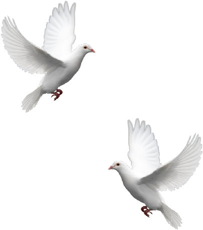 Белые голуби